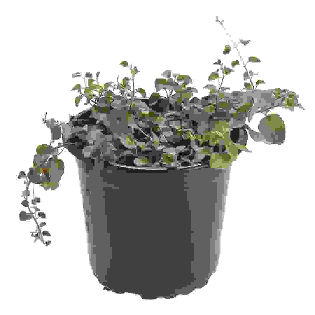 Chamomile Live Outdoor Plant W/Nursery Pot