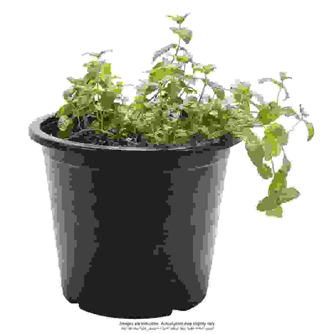 نبات نعناع طبيعي الخارجي (22 × 17 × 24 سم)