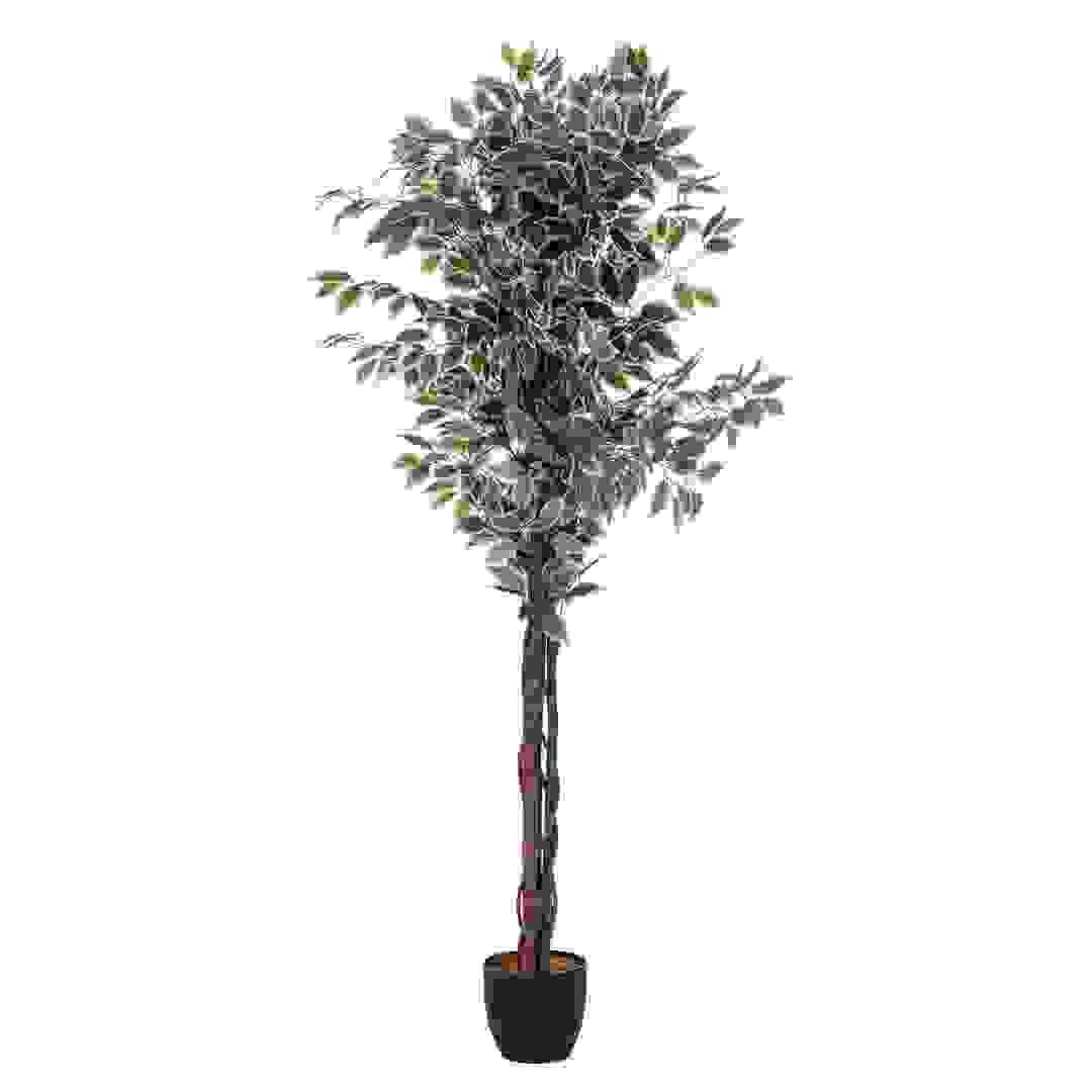 Artificial Bicolored Ficus Plant W/Pot (70 x 180 cm)