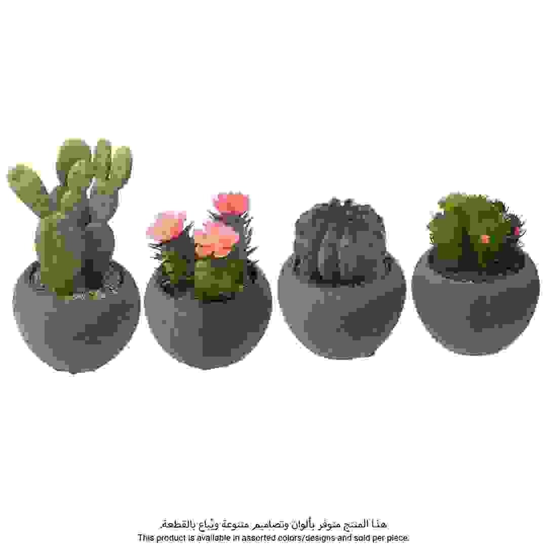 نبات صباري مع أصيص اسمنتي (تصاميم متنوعة، قطر 6.5 سم)