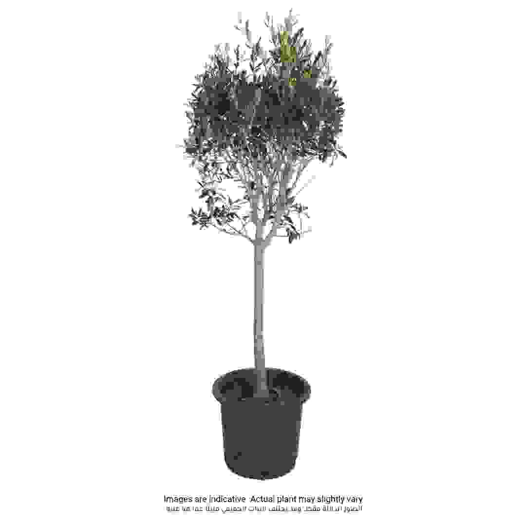 K-Olive Medium Poplar