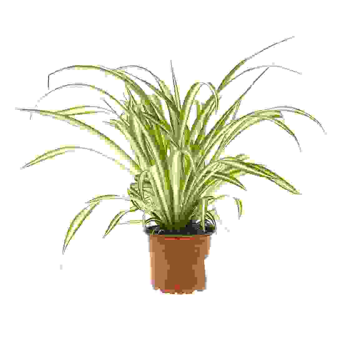 Chlorophytum Live Indoor Plant