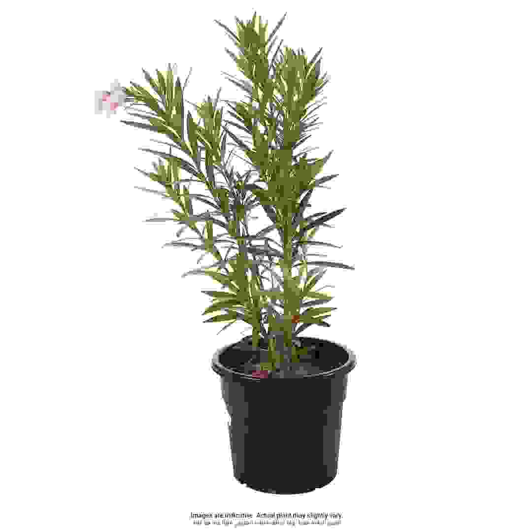 Oleander Live Plant