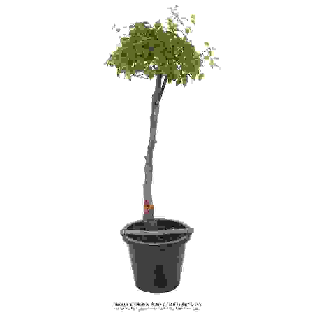 Grafted Bougainvillea Live Plant (38.1 cm)