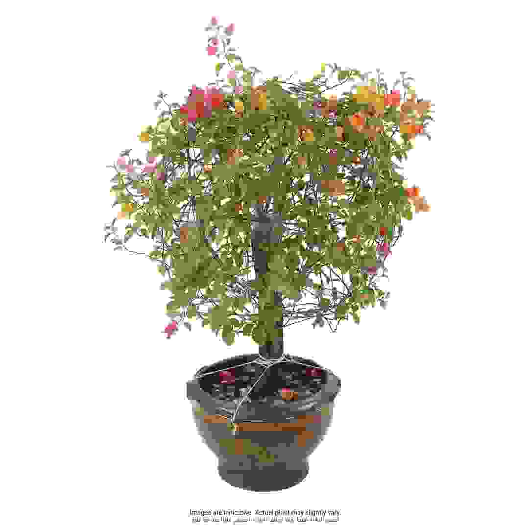 Ball-Shaped Bougainvillea Live Plant
