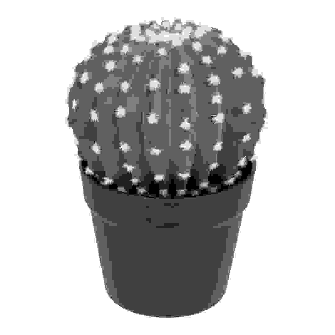 صبار بنما مع أصيص بلاستيكي أتموسفيرا (ارتفاع 25 سم)