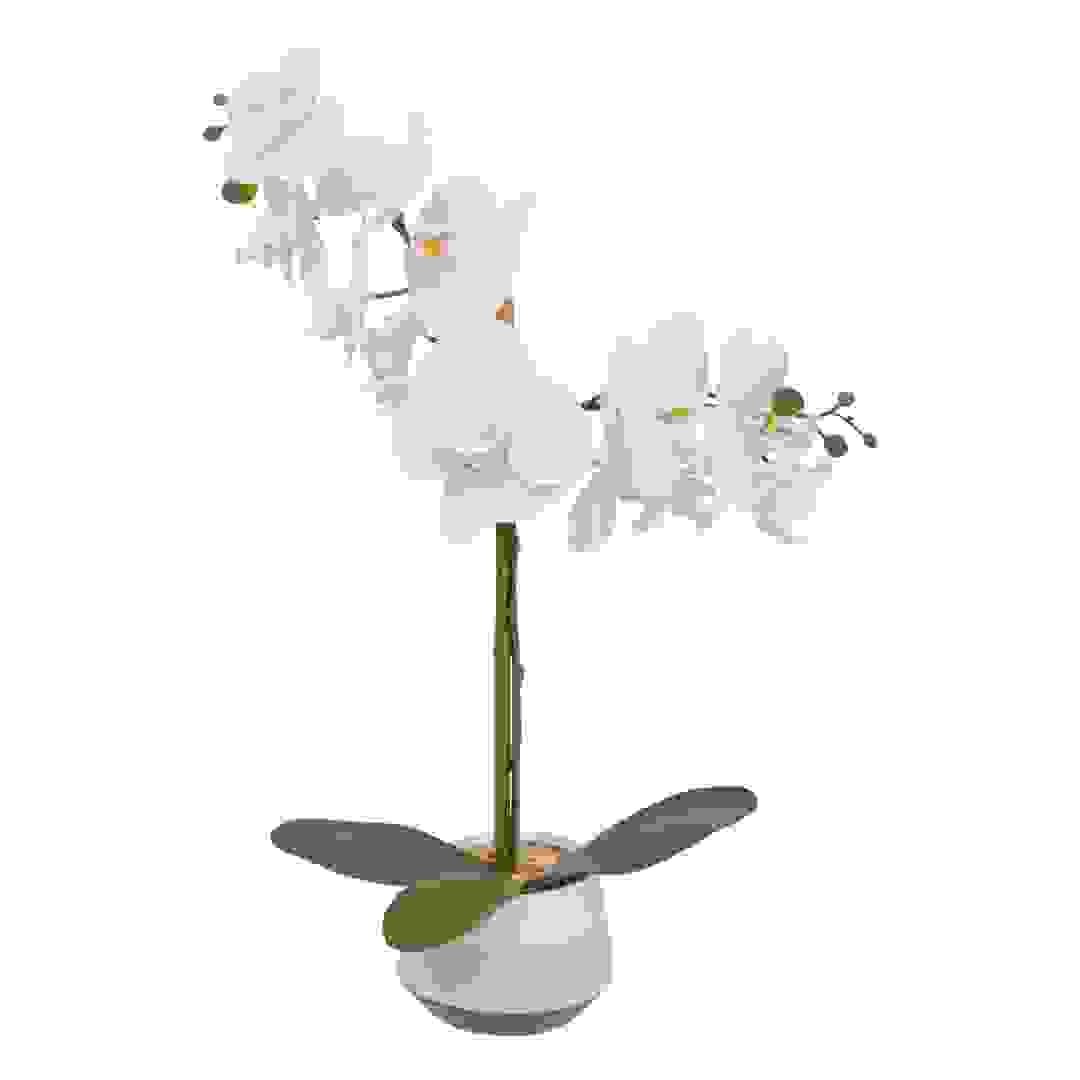 نبات أوركيد لكيرا مع أصيص سيراميك أتموسفيرا (ارتفاع 52 سم)