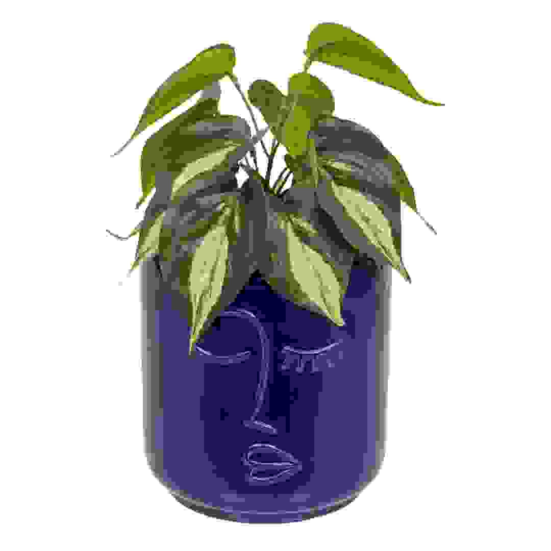 نبات سوليا مع أصيص سيراميك تصميم وجه أتموسفيرا (ارتفاع 30 سم)