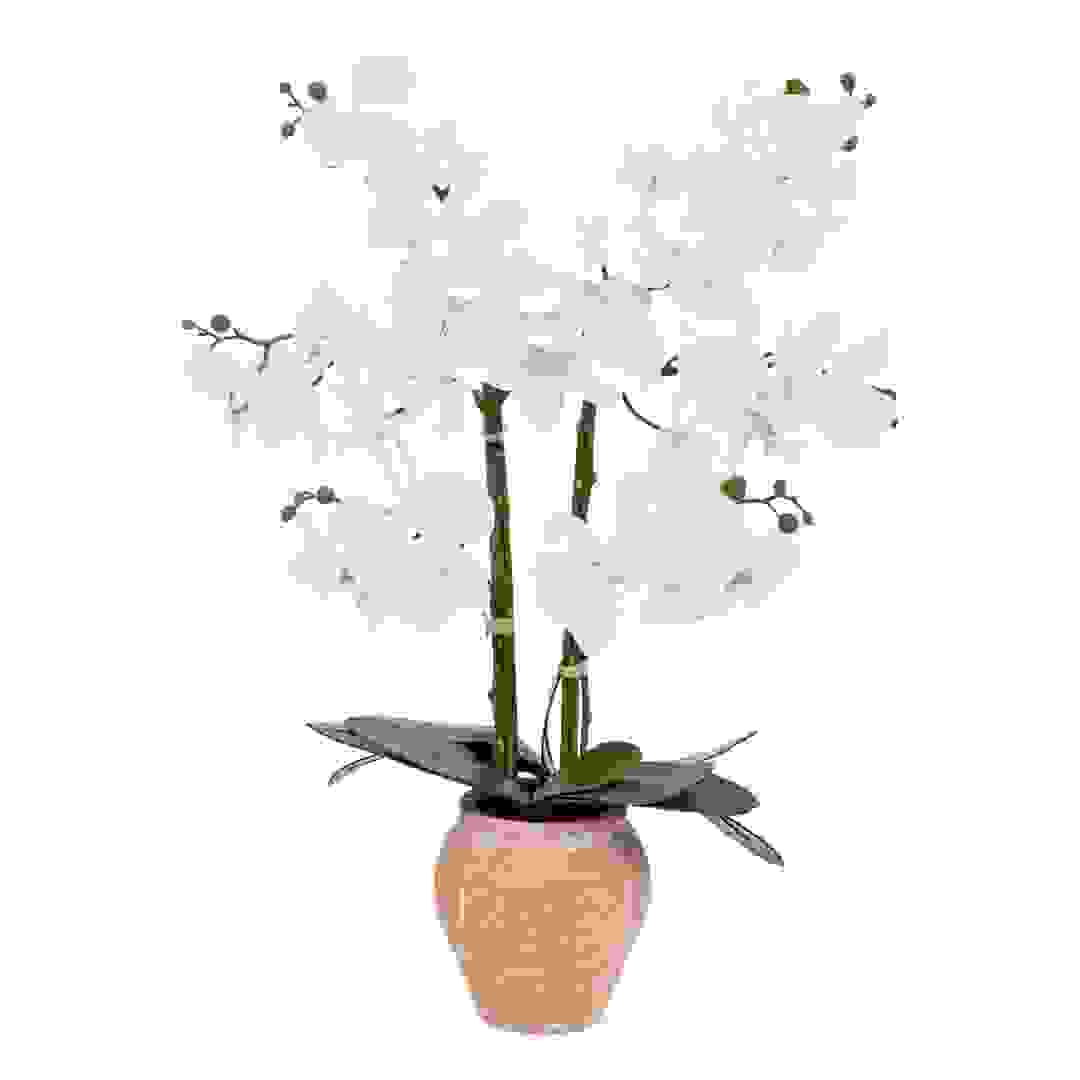 نبات أوركيد دينا مع أصيص صلصال أتموسفيرا (ارتفاع 65سم)