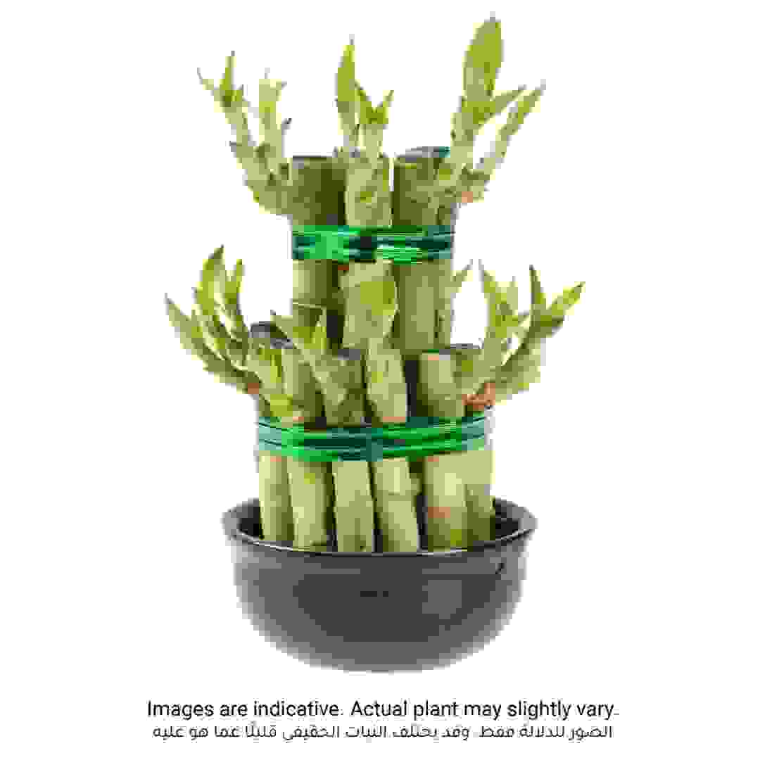 نبات خيزران الحظ 2 مستوى (10 - 12 سم)