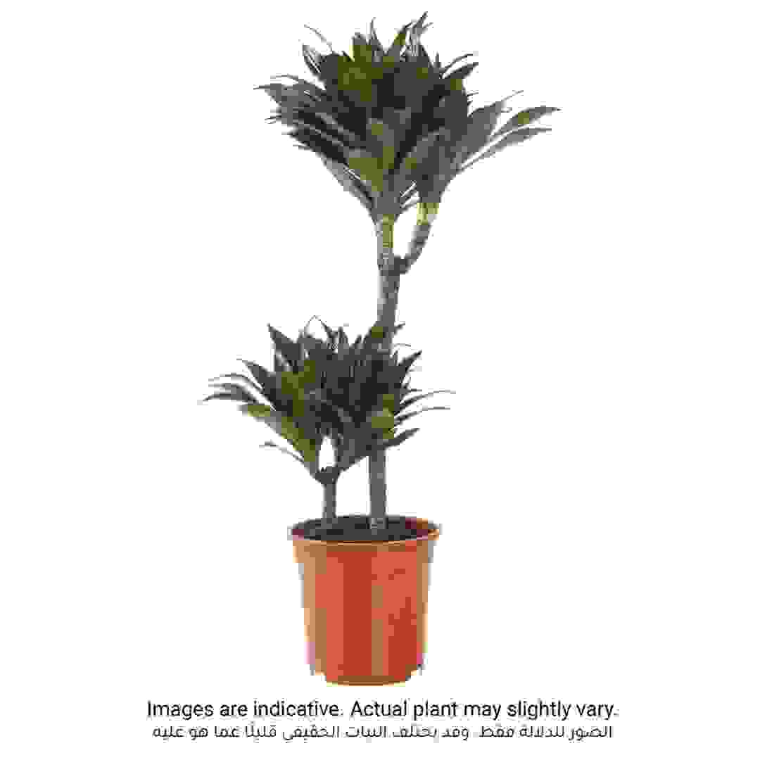 نبات الأيدع المكتنز من سيجي 2 بي بي