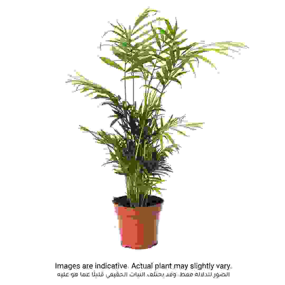 Bamboo Palm Chamaedorea (50 cm)