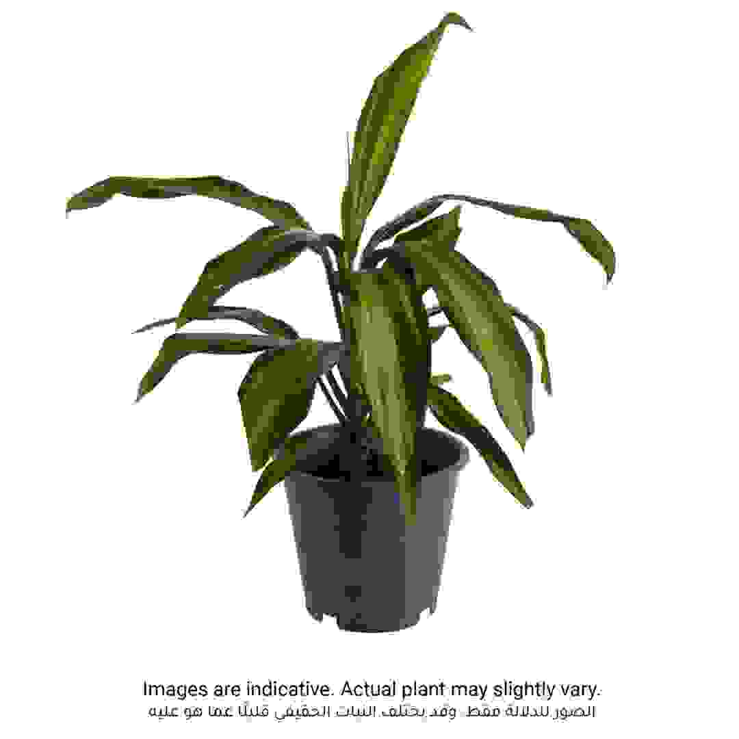 نبات كورديلين كيوي من سيجي (40 سم)