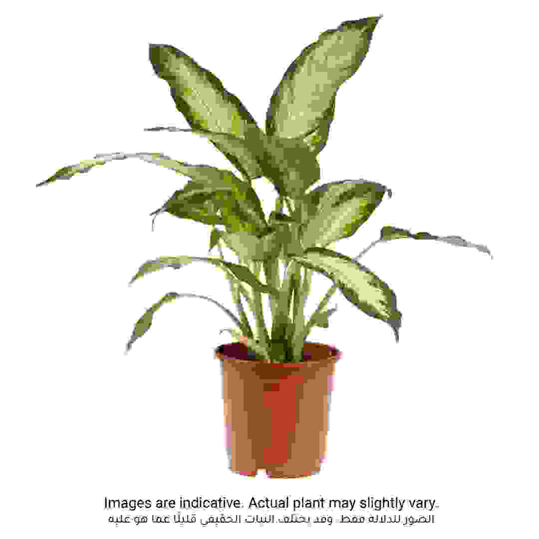 Siji Dieffenbachia Camilla (11 x 12 x 40 cm)