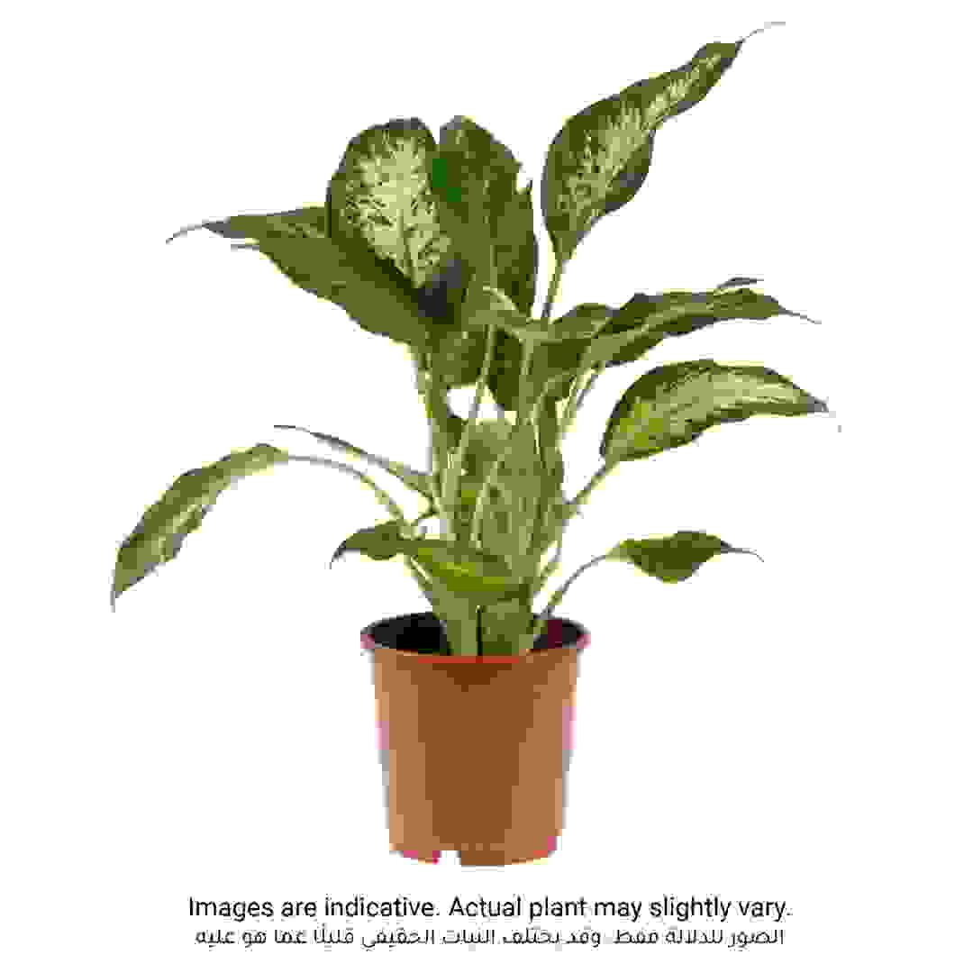 Siji Dieffenbachia Compacta Indoor Plant (11 x 12 x 40 cm)