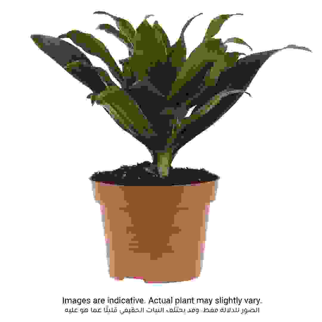 Dracaena Compacta Plant (8 x 10 x 30 cm)