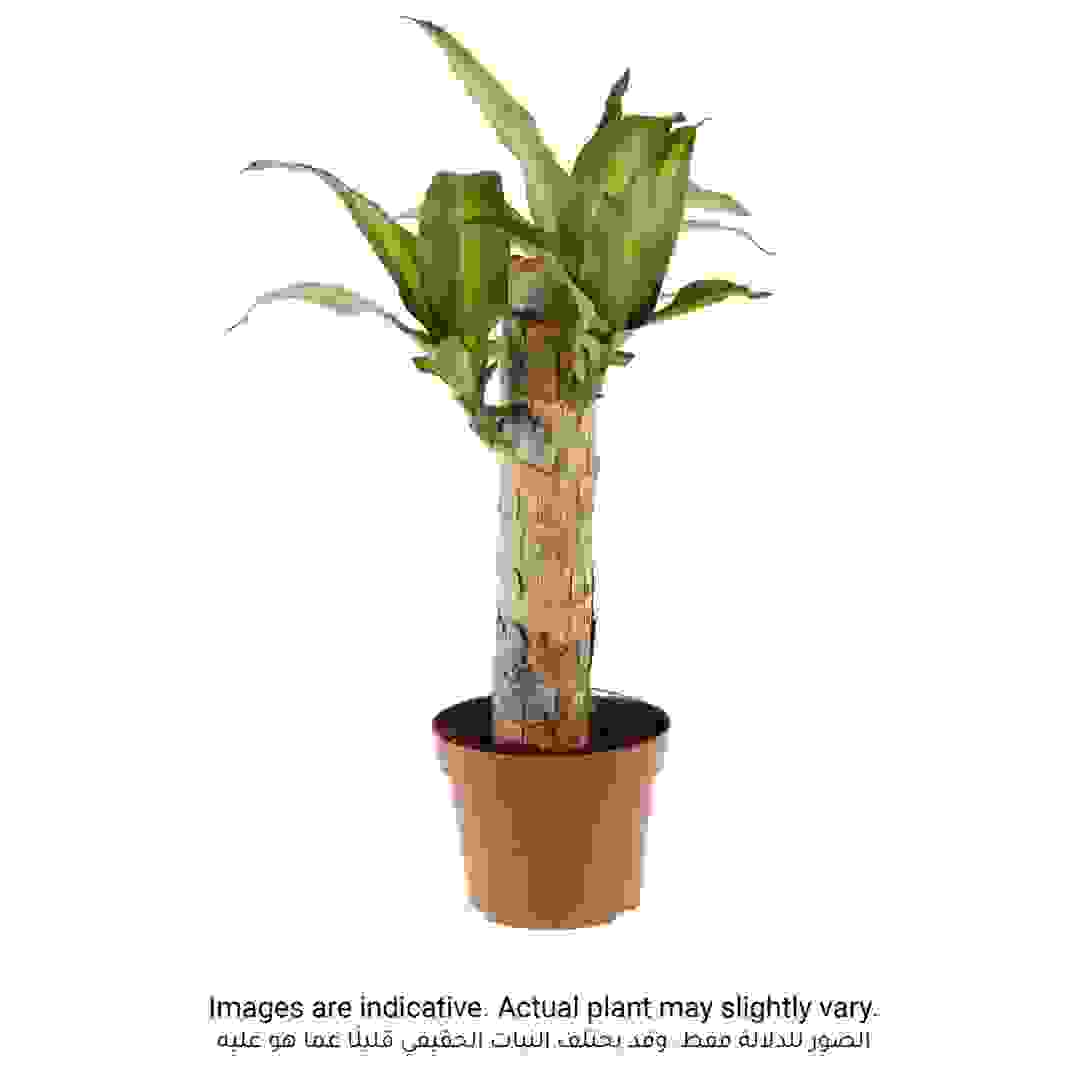 Dracaena Massangeana Indoor Plant (9 x 11 x 40 cm)