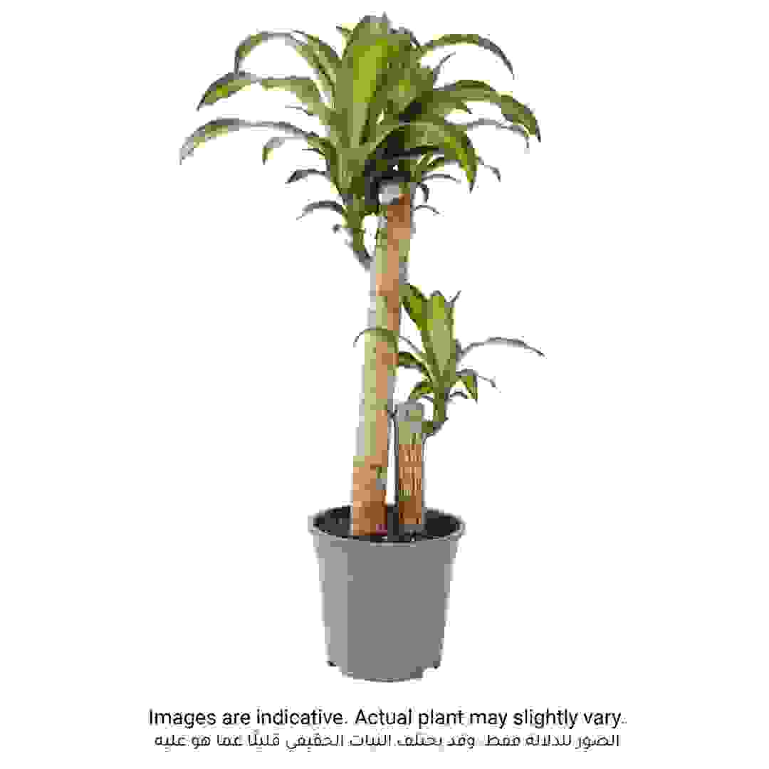 نبتة دراسينا ماسنجانا 2 مستوى (80 سم)