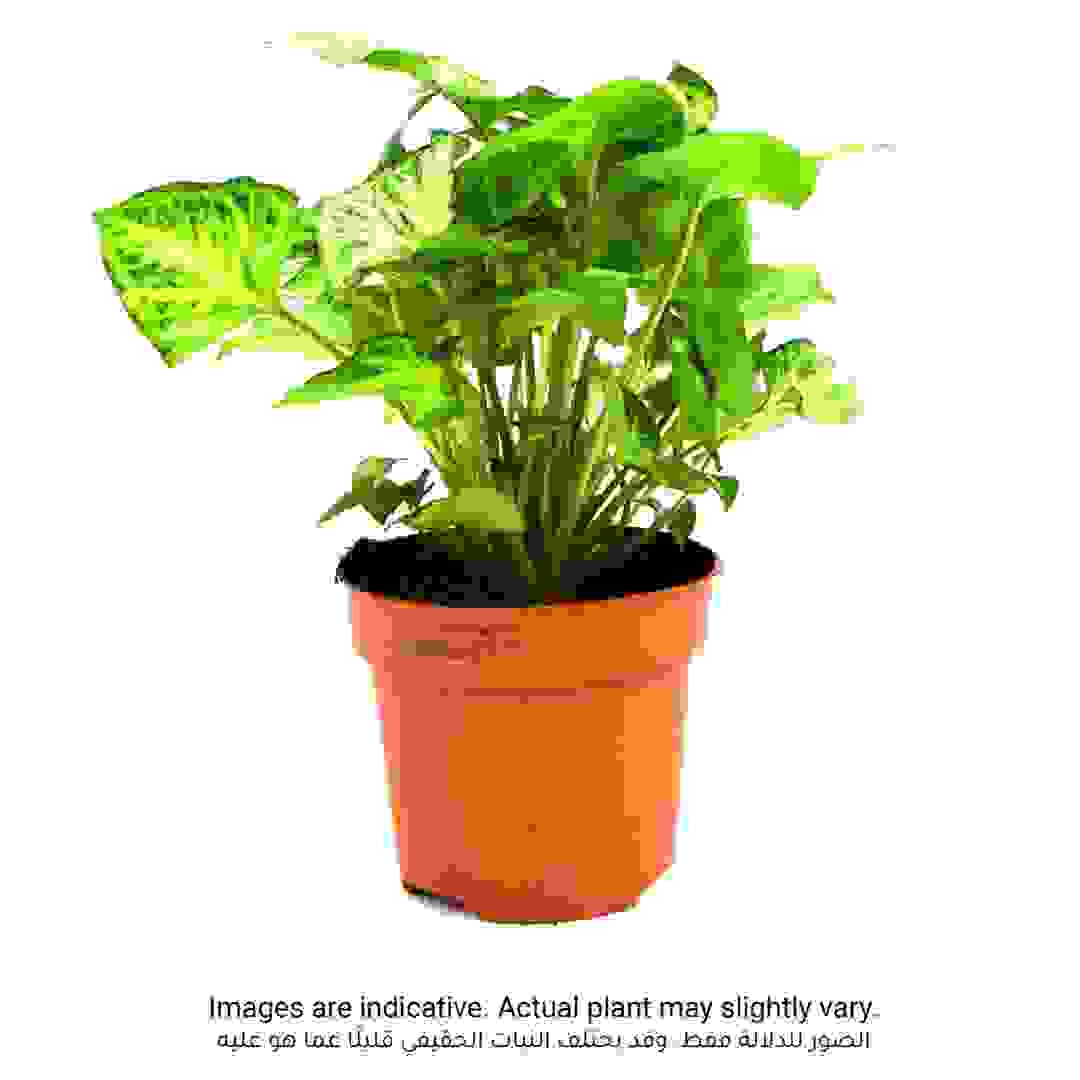 نبات سينجونيوم بيكسي من سيجي (30 سم)