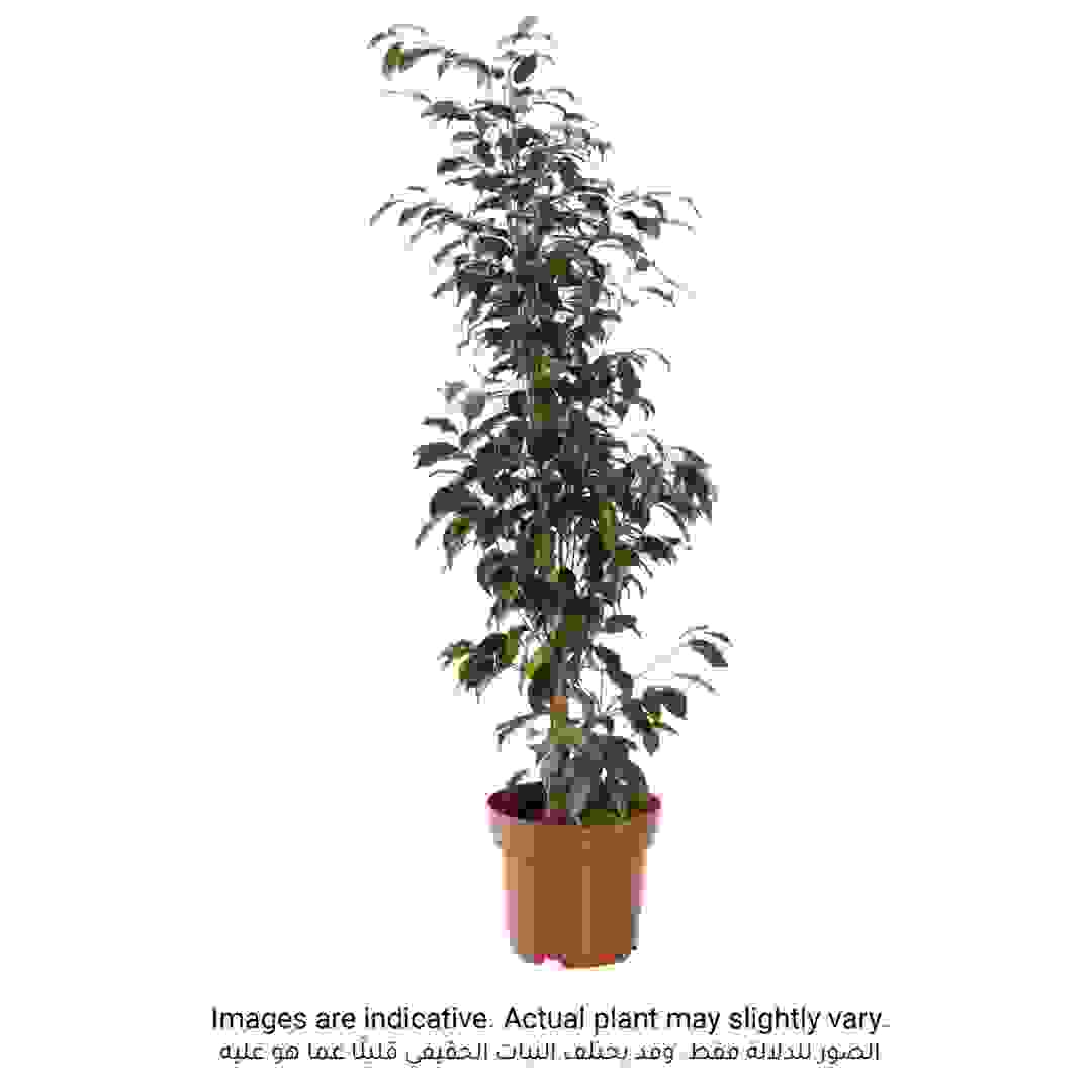 Weeping Fig Ficus Daniella Plant (18 x 20 x 120 cm)