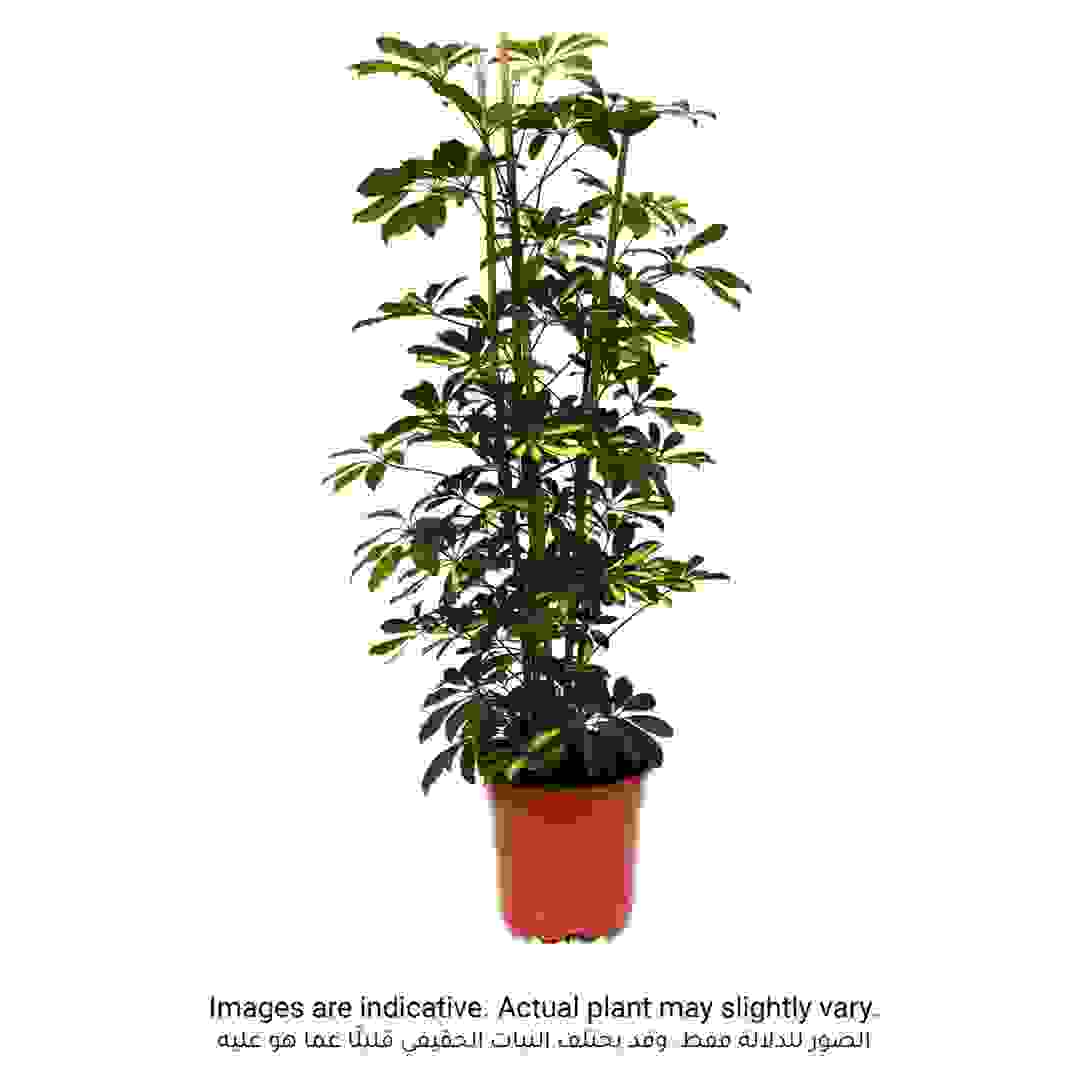 نبات شفليرا كابيلا الذهبي للأماكن الداخلية (120 سم)