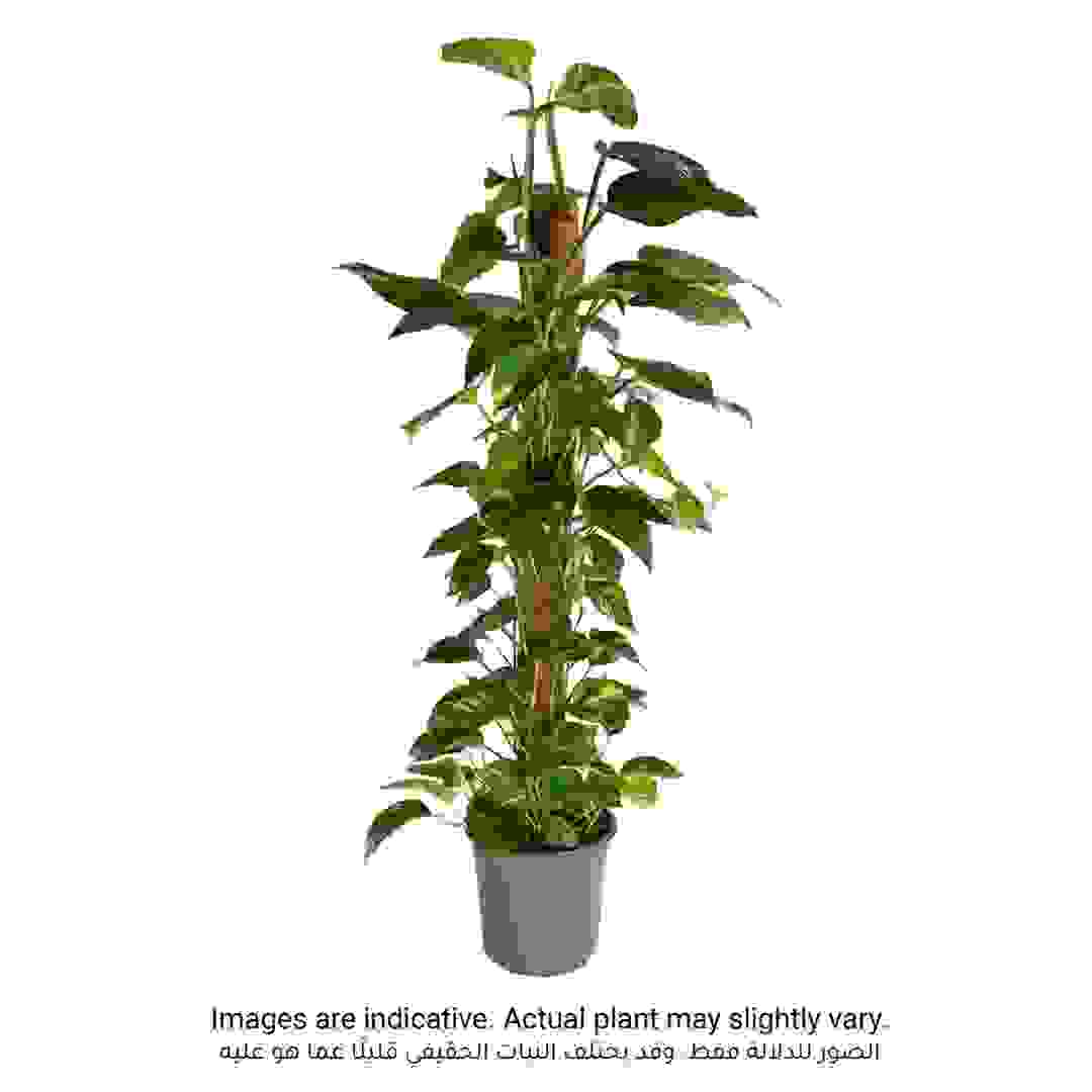 نبات سندابسوس أوريوس من سيجي (120 سم)