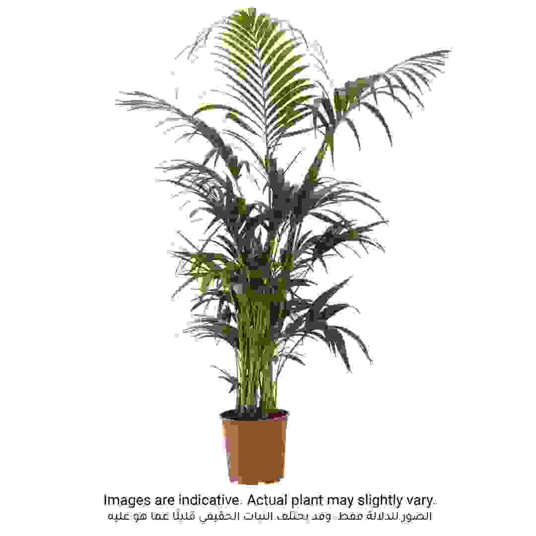 نخلة كينتيا من سيجي (180 سم)