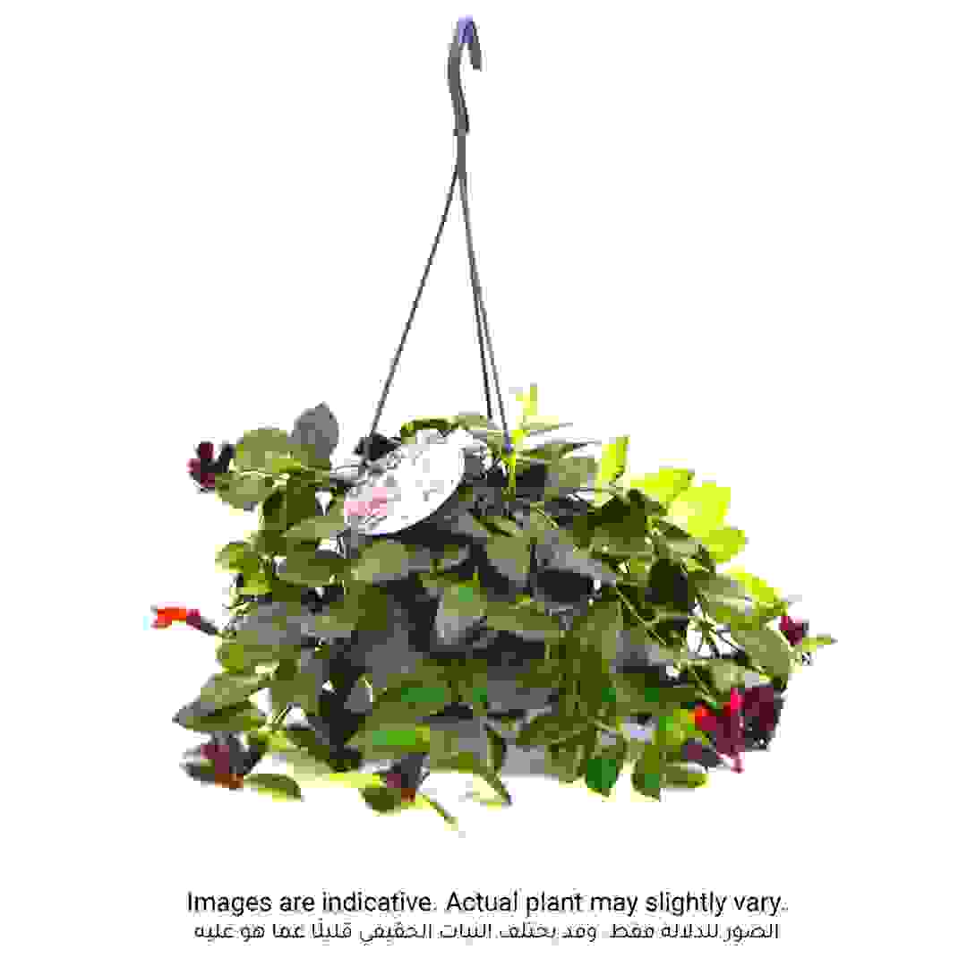 Siji Aeschynanthus Mona Lisa Hanging Plant