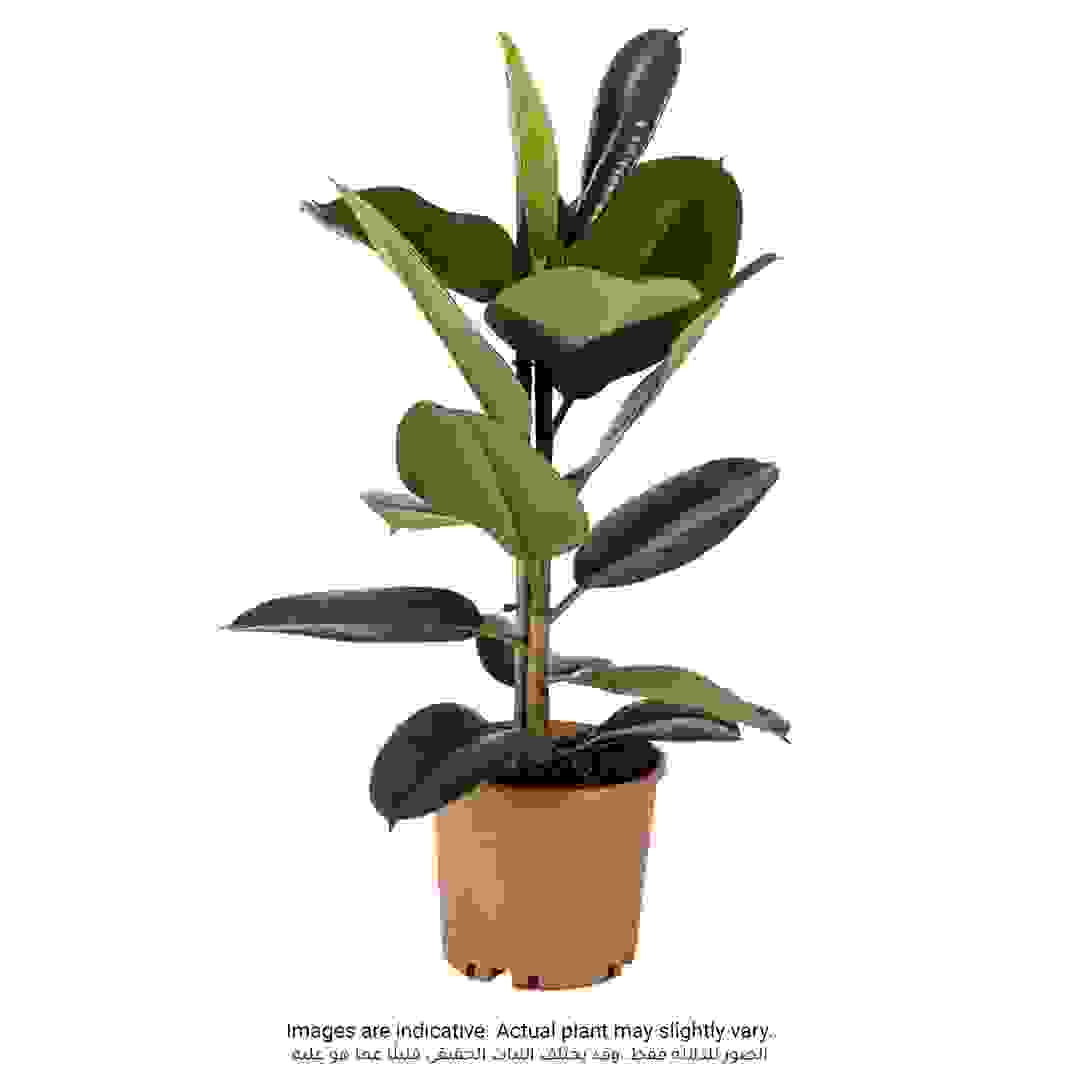 Siji Ficus Robusta Branched (80 cm)