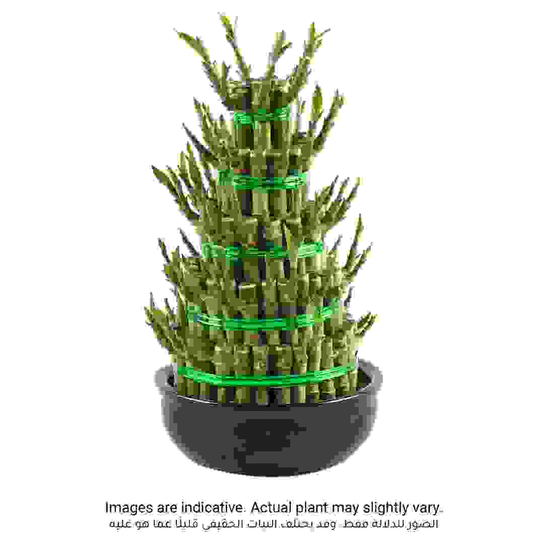 Lucky Bamboo Plant W/5 Layers (Small)