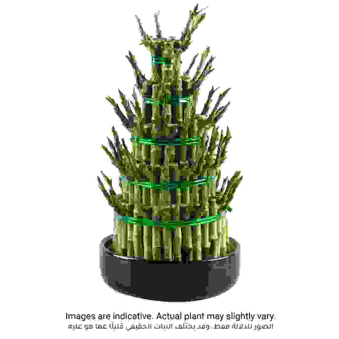 Lucky Bamboo Plant W/5 Layers (Large)
