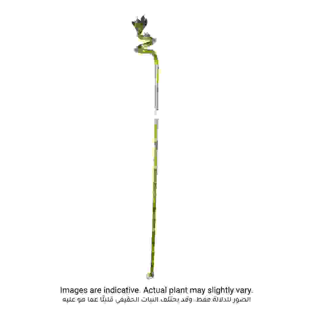 نبات خيزران الحظ بأعواد ملولبة (80 سم)