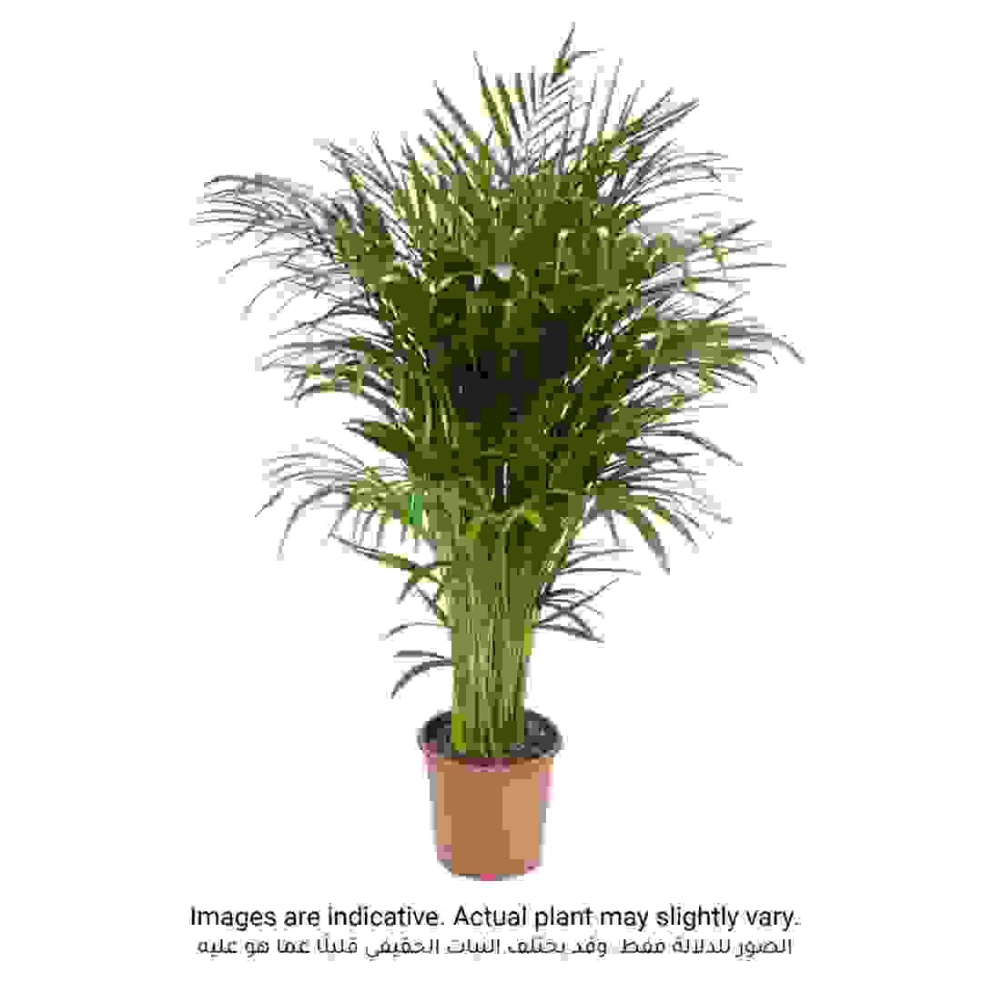 Chamaedorea Indoor Plant (100 cm)