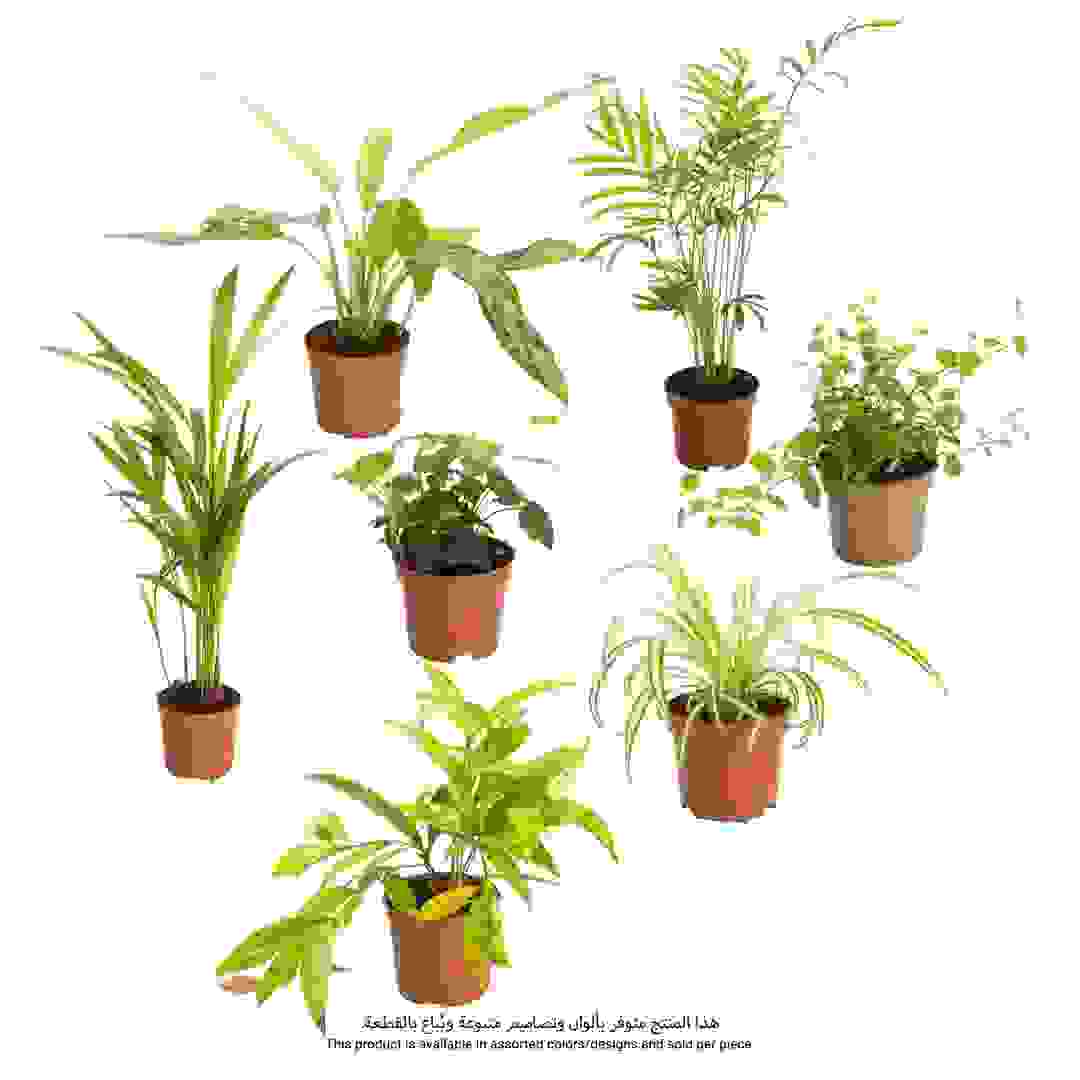 نبتة داخلية (20 سم)