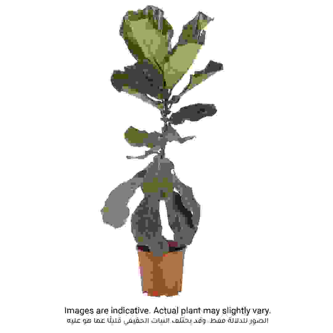 Ficus Lyrata- Fiddle Leaf Fig Tree Plant (18 x 20 x 100 cm)