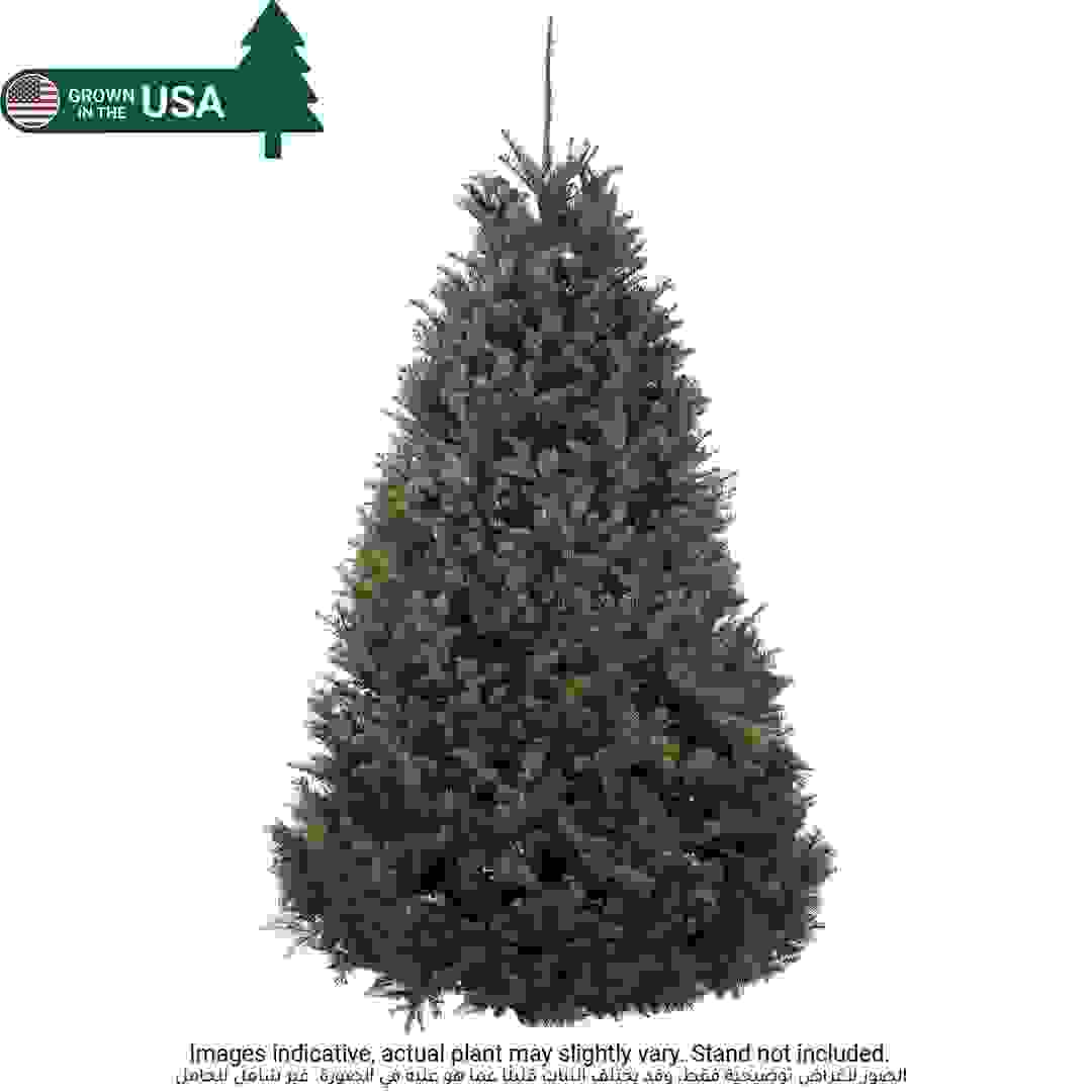 Nobilis Fir Fresh Christmas Tree (6-7 ft)
