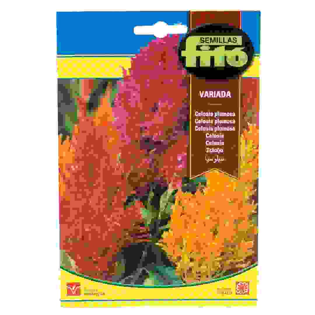 بذور نبات سيلوسيا بلاموسا فاريادا (الريشي) من سيميلاس فيتو