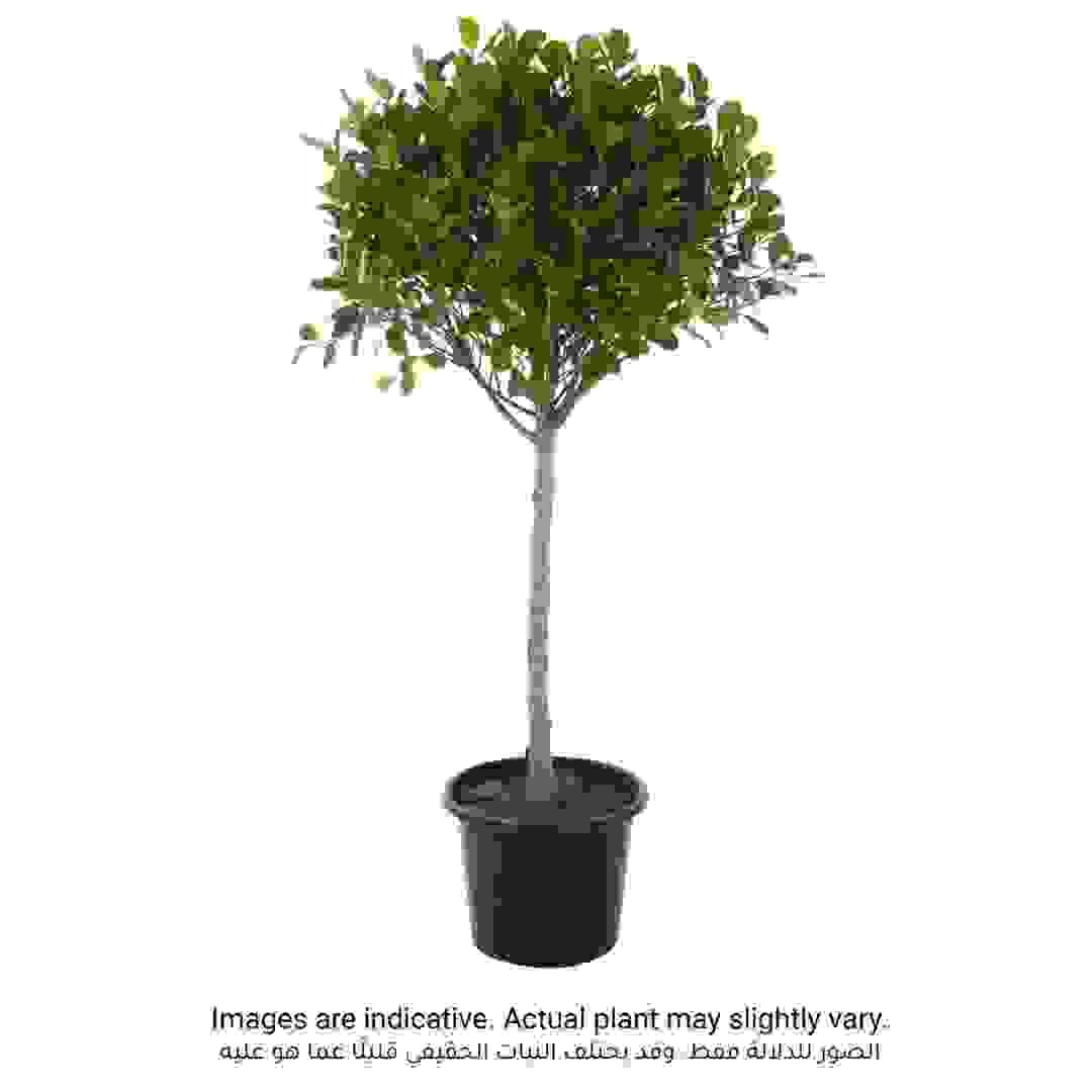 نبات خارجي  رأس فيكس باندا (تين) (27 × 30 × 120 سم)