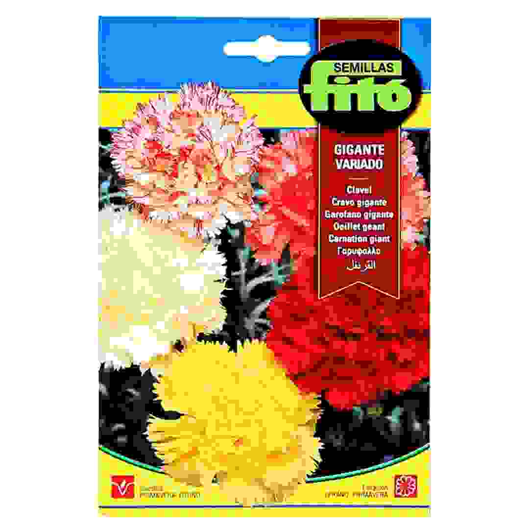 Campanula Giant Mix (15 cm)