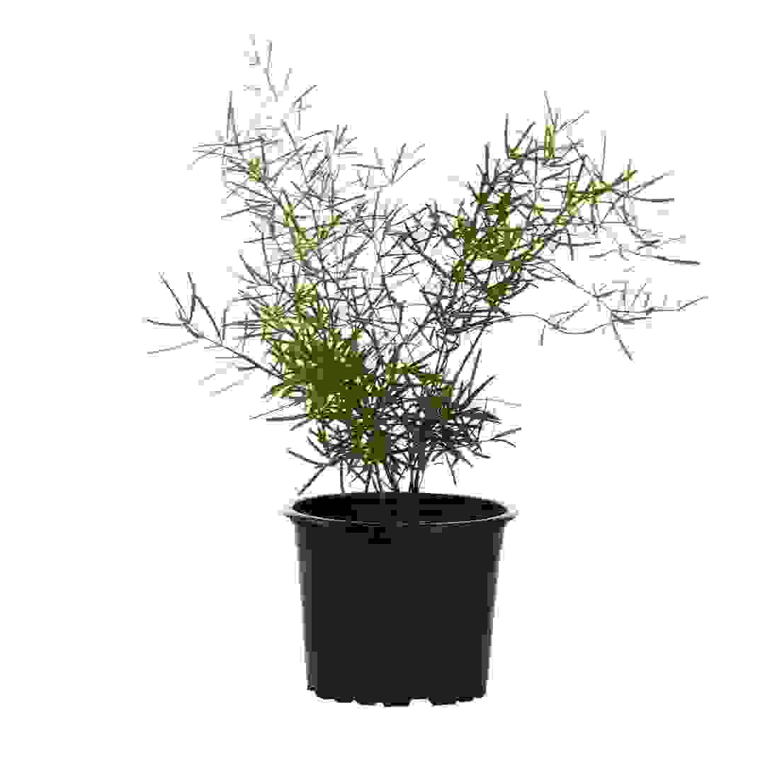 Asparagus Sprengeri Plant (10 cm)