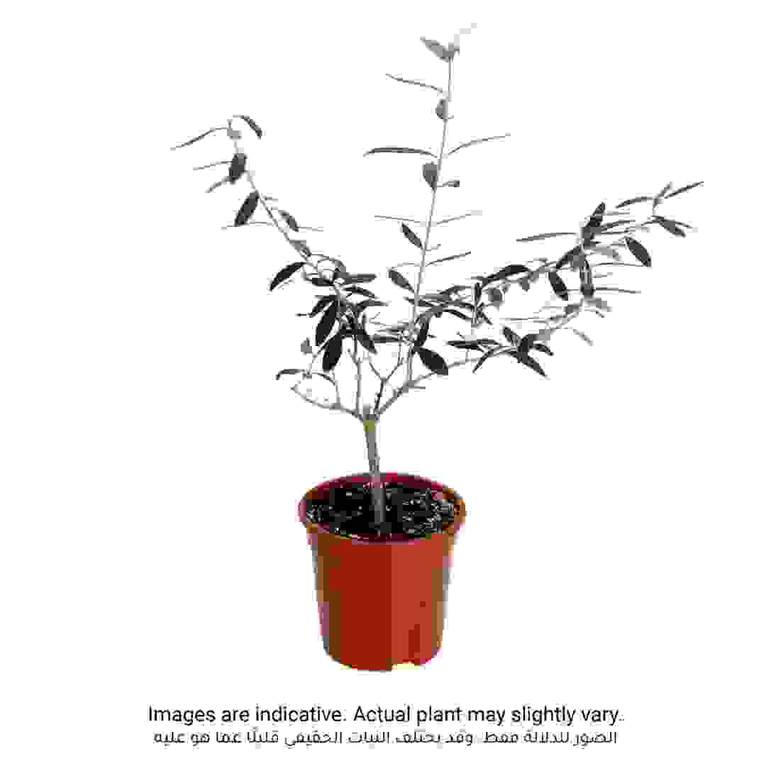 Baby Olive On Stem (12 x 12 x 40 cm)